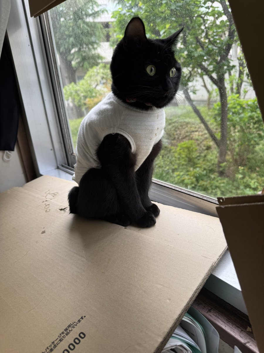 宝亀克寿 tweet media