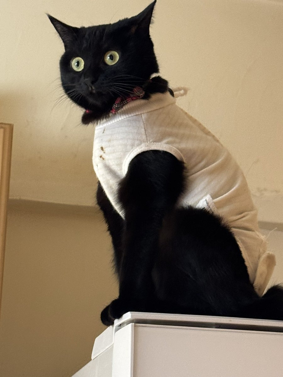 宝亀克寿 tweet media