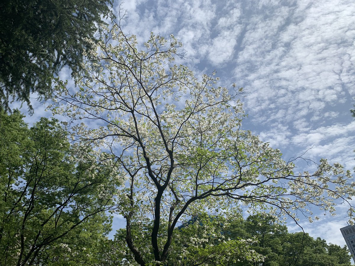 小龍翠一色 tweet media