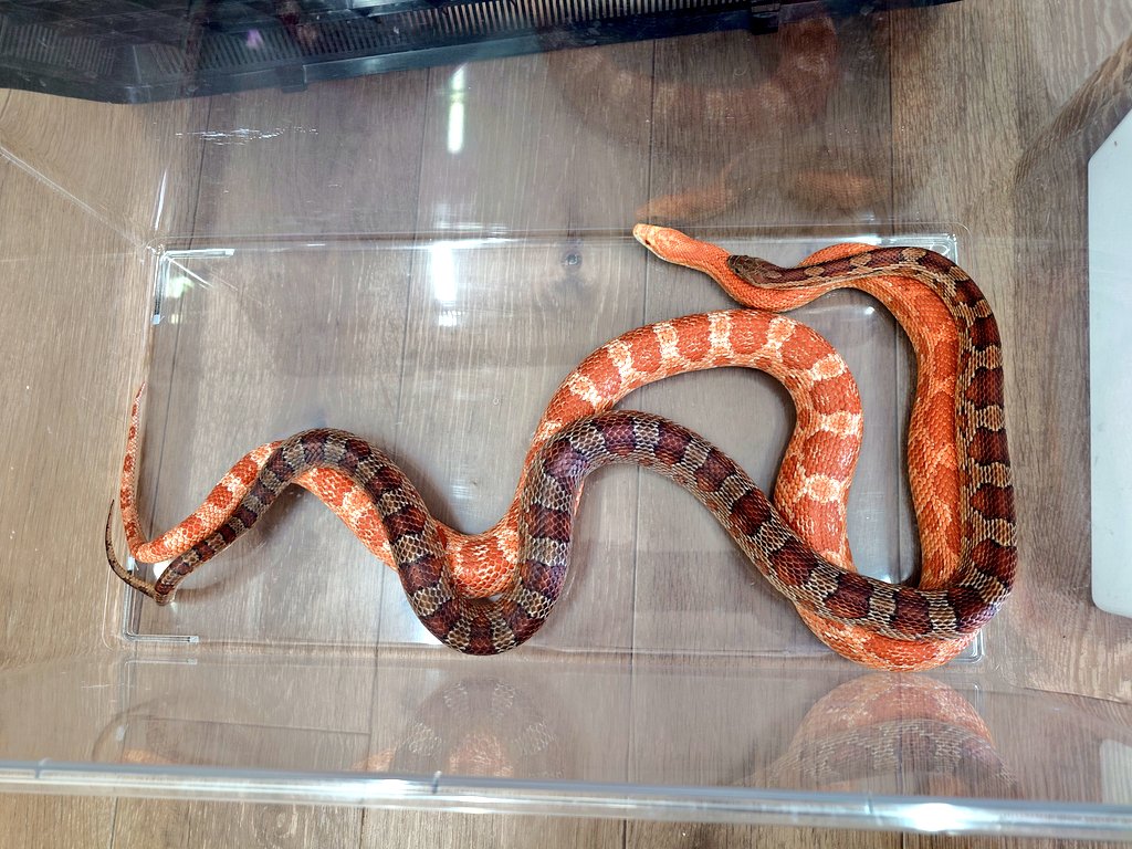 お見合い💖成功🐍✨️

#コーンスネーク