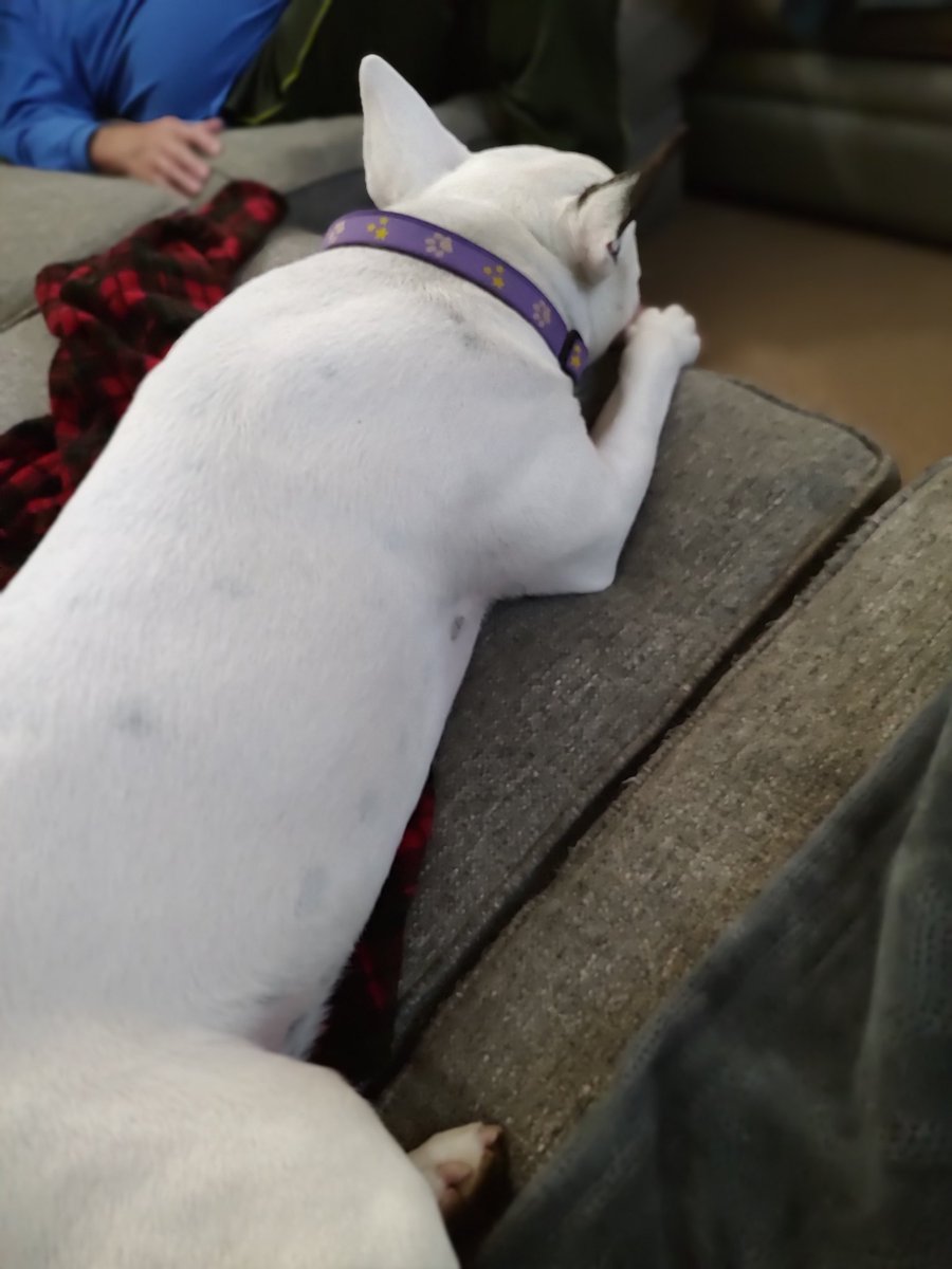 rexthetvterrier's tweet image. Goodnight everyone 💞. Dream of a better world ☮️.  I know that's not easy right now.   #Goodnighteveryone #KindnessMatters #WeMissYouRex #Dogs #LoveYouRex #SweetDreamsSpike
