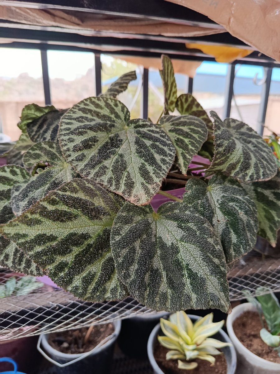 ruthshaphat's tweet image. PLANTS,POTS, LANDSCAPING and more 
WhatsApp/call
07032559266
08054188335
Jos, Nigeria.
#goviral
#fypシ゚