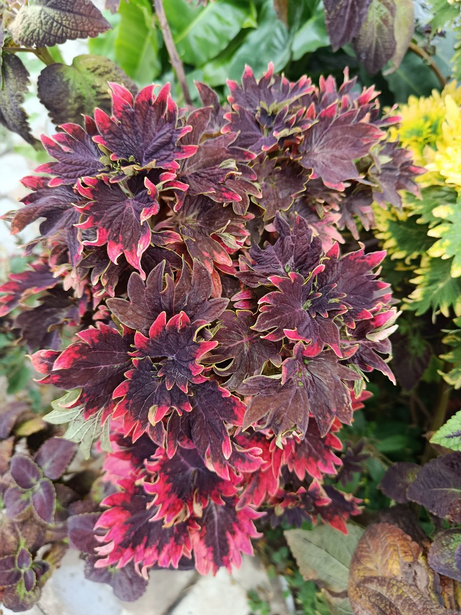 ruthshaphat's tweet image. PLANTS,POTS, LANDSCAPING and more 
WhatsApp/call
07032559266
08054188335
Jos, Nigeria.
#goviral
#fypシ゚