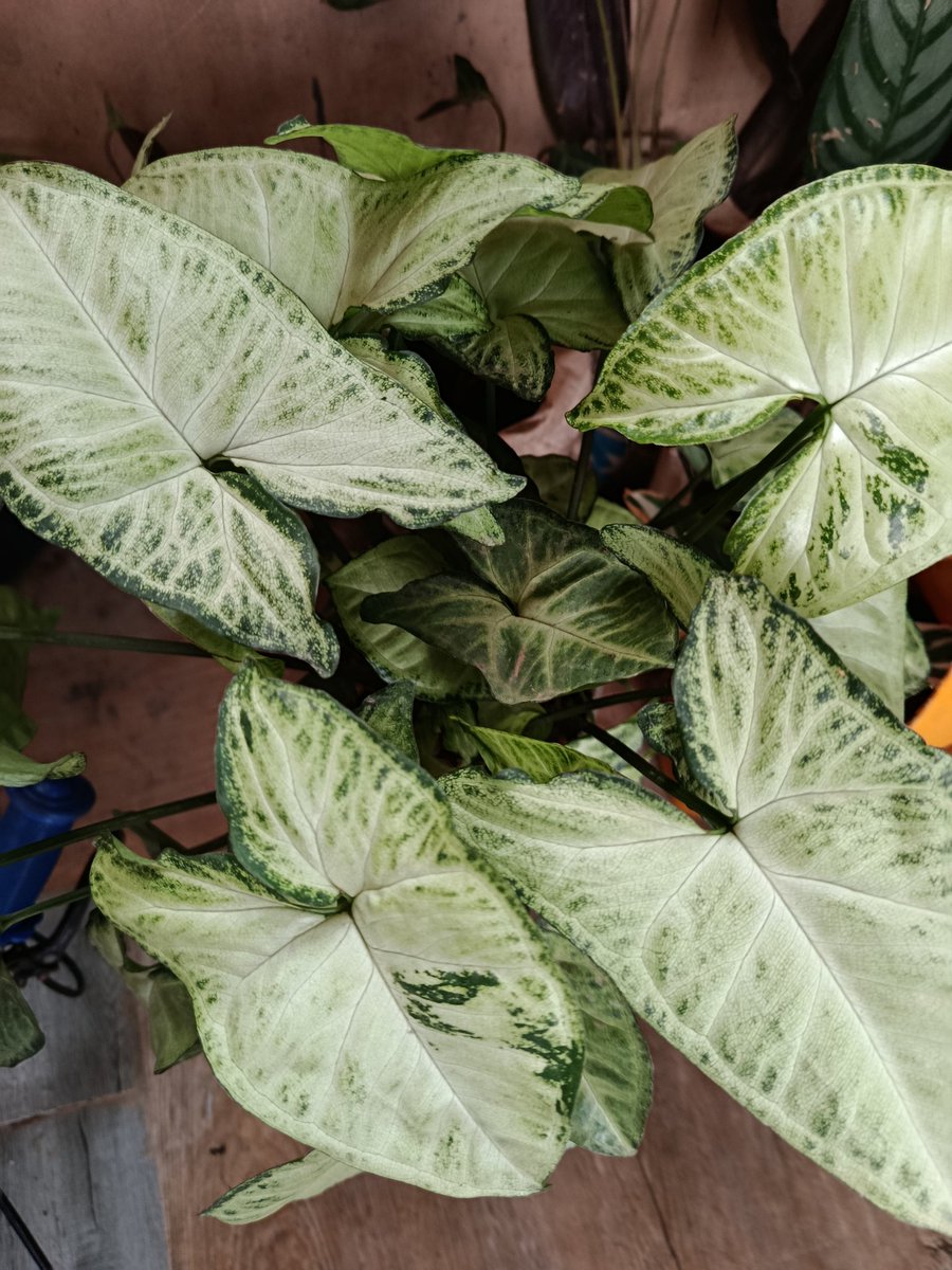 ruthshaphat's tweet image. PLANTS,POTS, LANDSCAPING and more 
WhatsApp/call
07032559266
08054188335
Jos, Nigeria.
#goviral
#fypシ゚