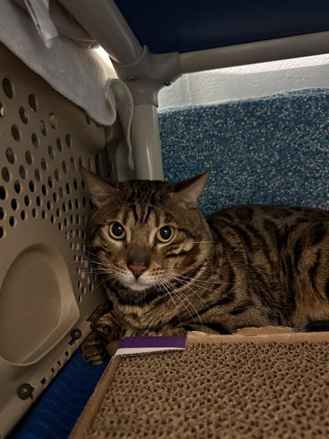 PetfindToronto's tweet photo. #DANFORTH #DONMILLS Pls RT2unite #FOUND #CAT- 17-Apr-26 #Toronto Animal Services A1032763 #EAST 416-338-7539 BRN TABBY DSH M/4Yr https://t.co/vpkCSOeqwr