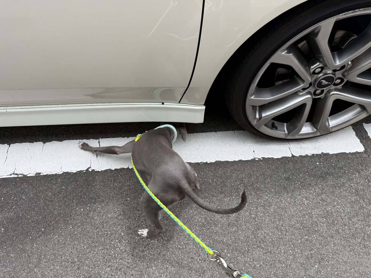 車犬(検)
