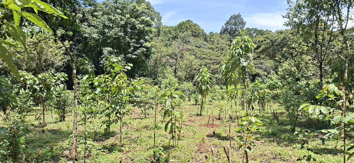 Wangari Maathai Fdn tweet media