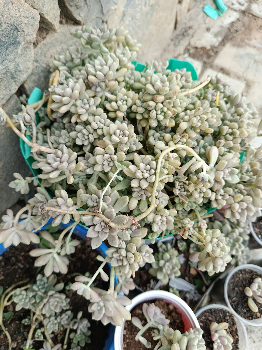 ruthshaphat's tweet image. PLANTS,POTS, LANDSCAPING and more 
WhatsApp/call
07032559266
08054188335
Jos, Nigeria.
#goviral
#fypシ゚