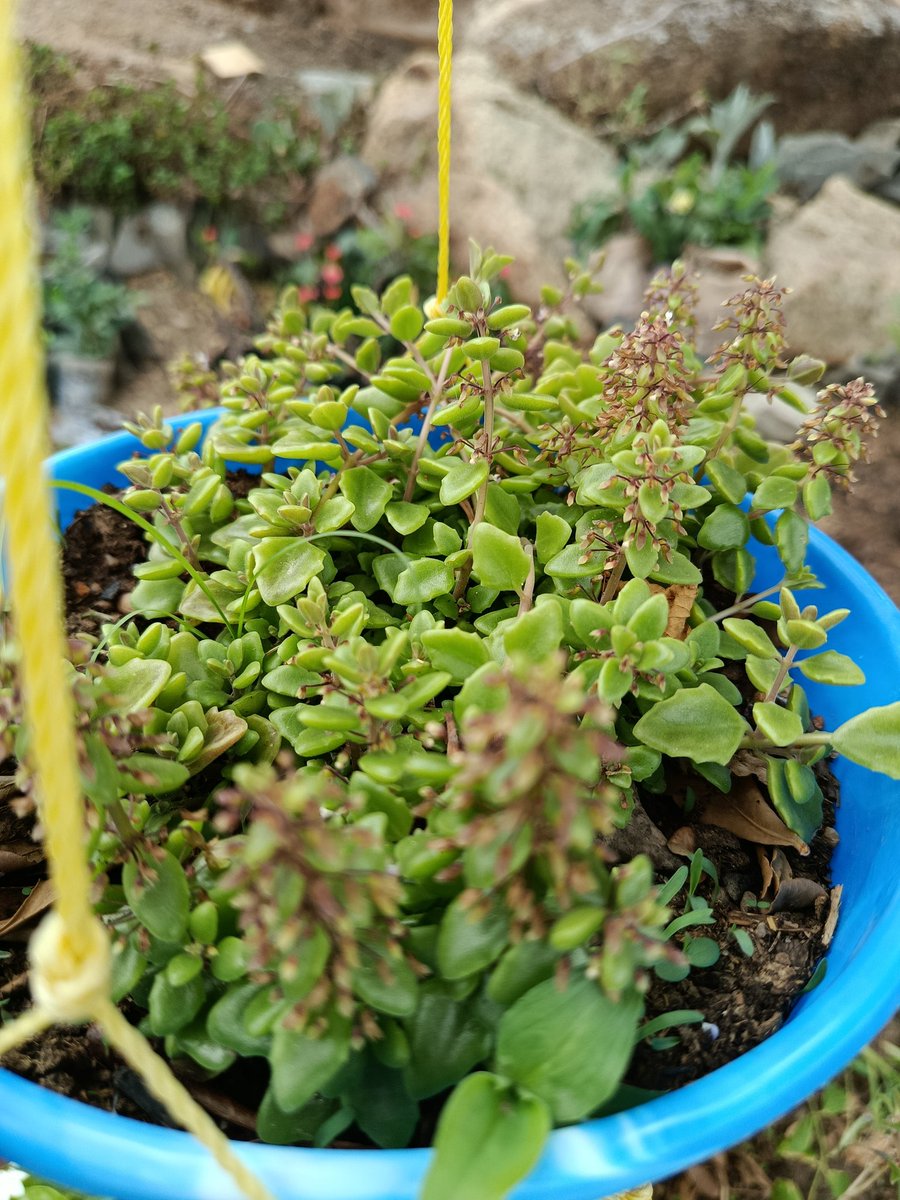 ruthshaphat's tweet image. PLANTS,POTS, LANDSCAPING and more 
WhatsApp/call
07032559266
08054188335
Jos, Nigeria.
#goviral
#fypシ゚