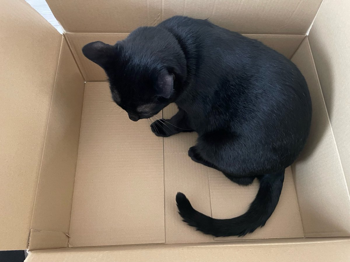 ikasumi_cat's tweet image. 本日のダンボールチェック📦🐈‍⬛
………深さが足りんニャ
次は大きめでよろしく頼むニャ
#Amazon
#ダンボール
#猫
#黒猫
#保護猫
#猫がいる幸せ
#猫のいる暮らし
#猫好きさんと繋がりたい