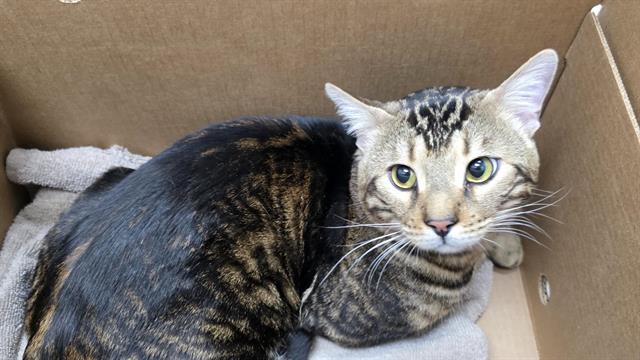 PetfindToronto's tweet image. #BERKELEY ST #QUEEN E Pls RT2unite #FOUND #CAT- 17-Apr-26 #Toronto Animal Services A1032772 #PUBLIC L&amp;amp;F 416-338-7297 BRN TABBY DSH M/?Age