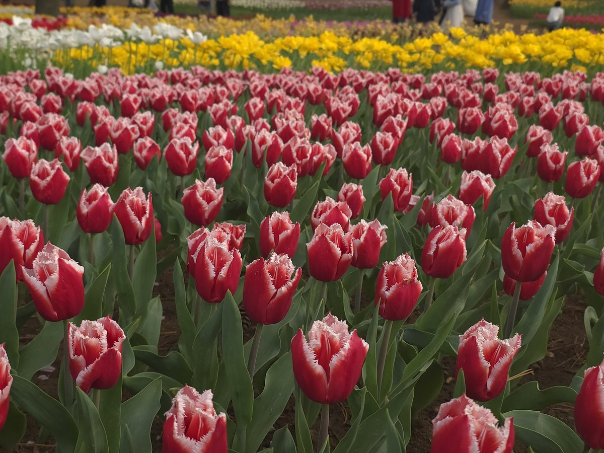 あかし tweet media