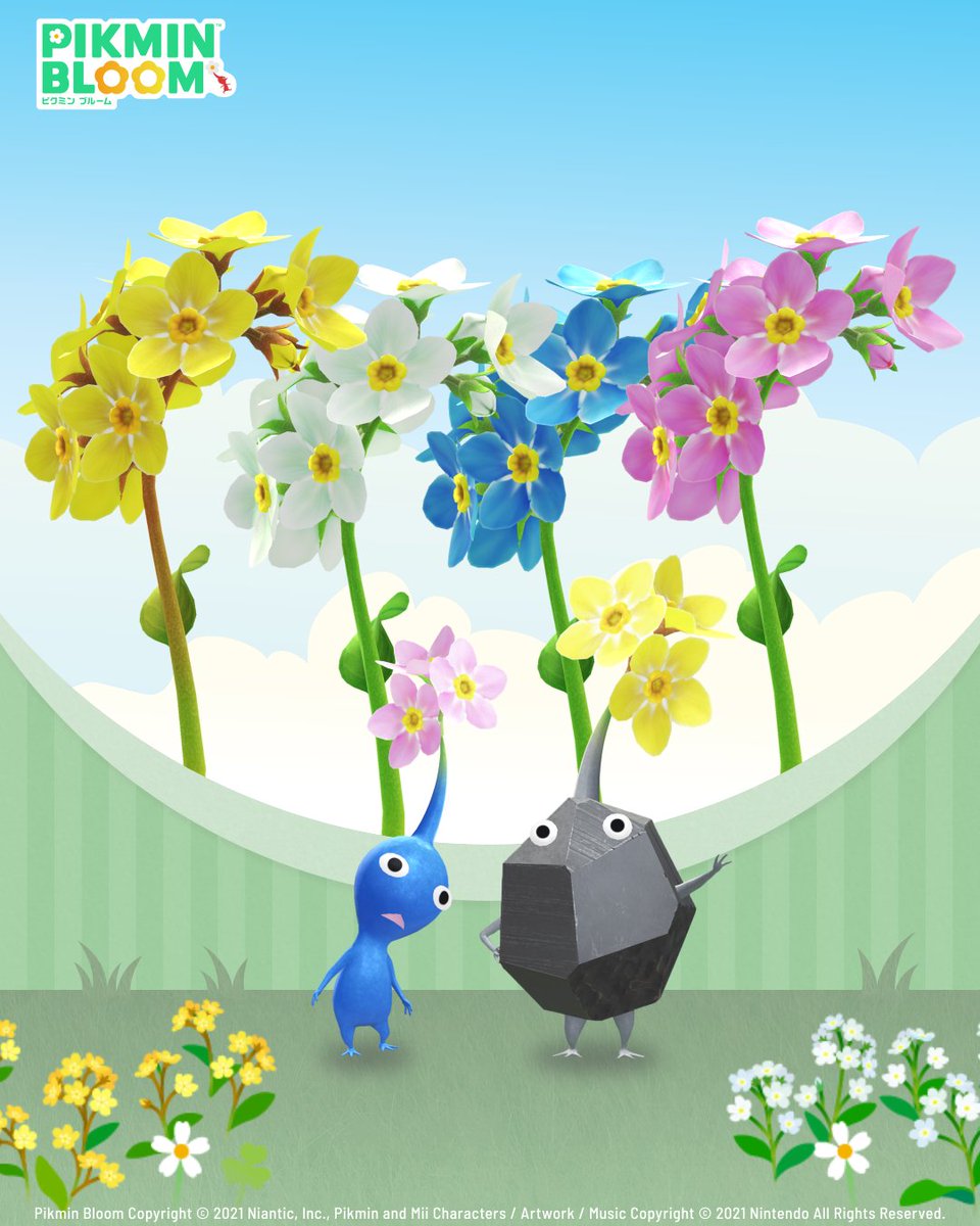 Pikmin Bloom Japan │ ピクミンブルーム tweet media