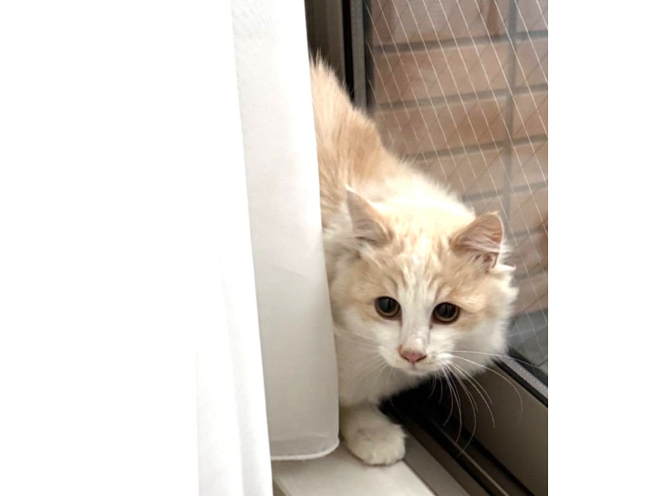 【ネコジルシ】迷い猫情報 tweet media