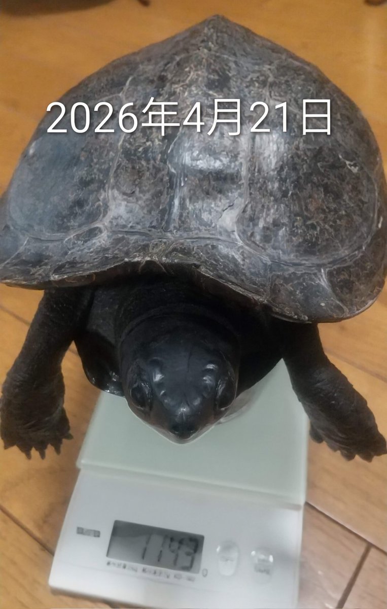 simesabay's tweet photo. 2012年4月のかめこの写真がGoogleフォトのおすすめに出てきた！
当時776gとな。
今日計ったら1143gだったので、14年のうちに370g近くも増量してた！
今年で50+α歳のかめこちゃん、益々元気に長生きして欲しいもんだ✨️
#クサガメ https://t.co/iUMyuMB4pw