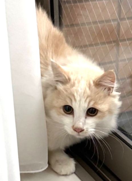 猫にゃん商店街 tweet media