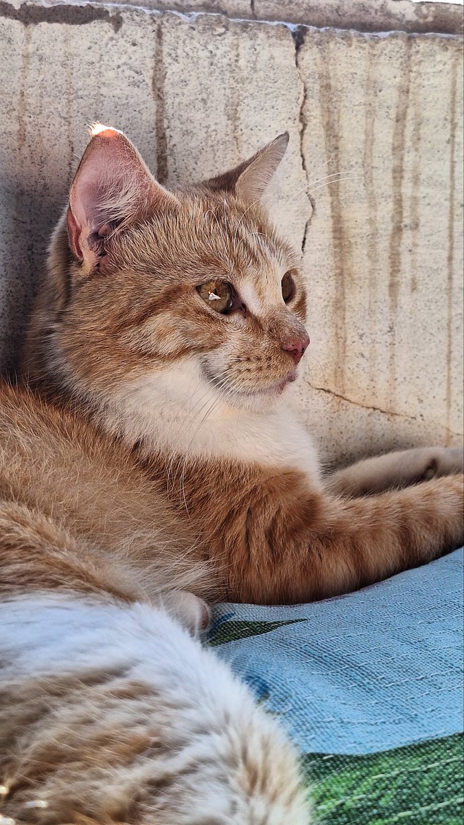 luu៹ au no fix 🎬 tweet media