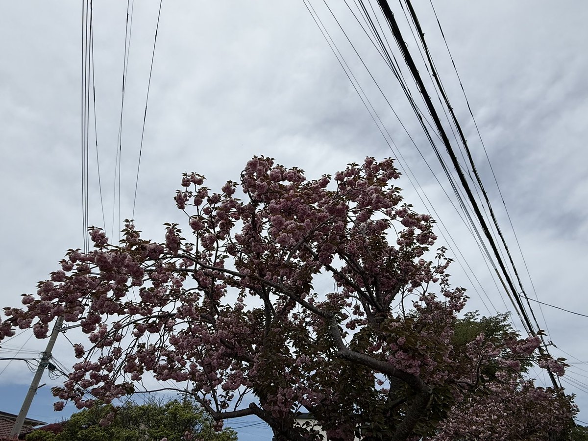 ピューと吹く！シャイナマイト tweet media