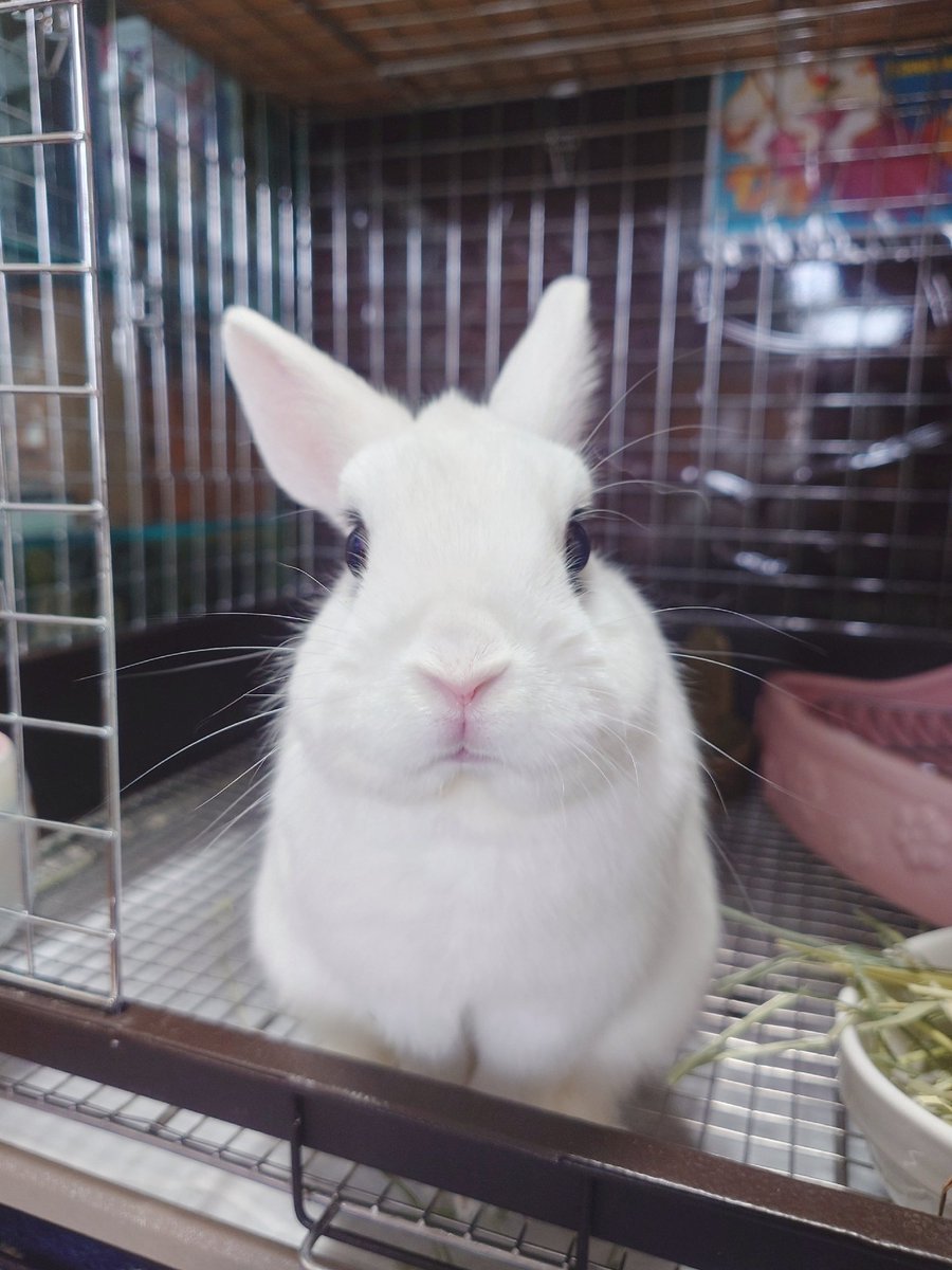 BuNNY TRAP @🐰4/26超ボーマス お03.04🐰 tweet media