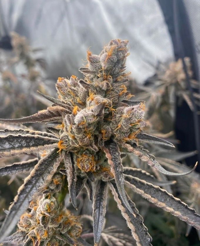 MilesVerno69542's tweet image. 📸Cheetah Piss
We are #Actively taking all late ⏰ night deals 💨 
#Tapin hightimesweedshop.com
