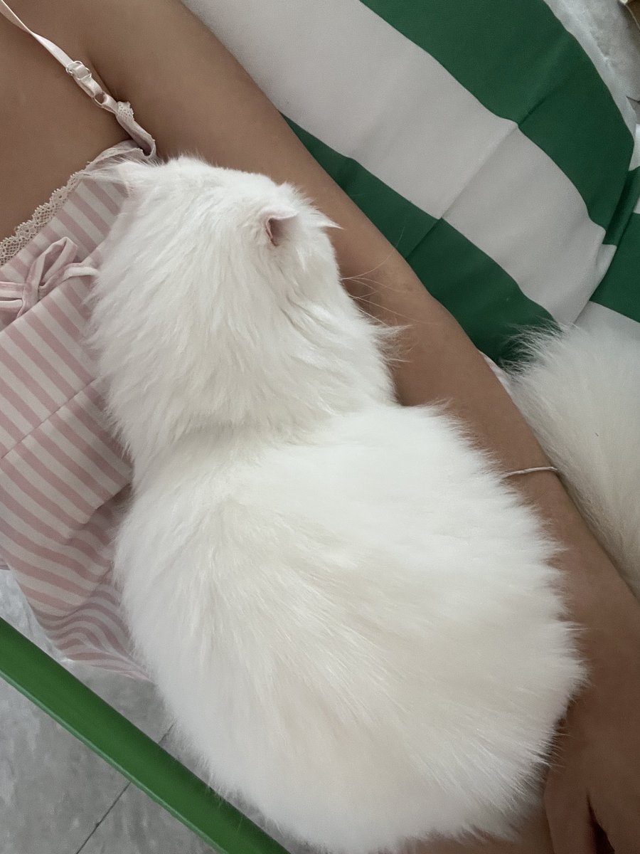 ૮꒰˵• ﻌ •˵꒱ა tweet media