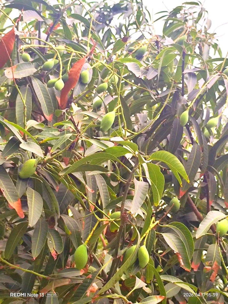 Ravindr29956906's tweet image. “ई कच्चा आम ना,
सीधा दिल में बचपन जगा देत अछि…” ❤️

#villagelife