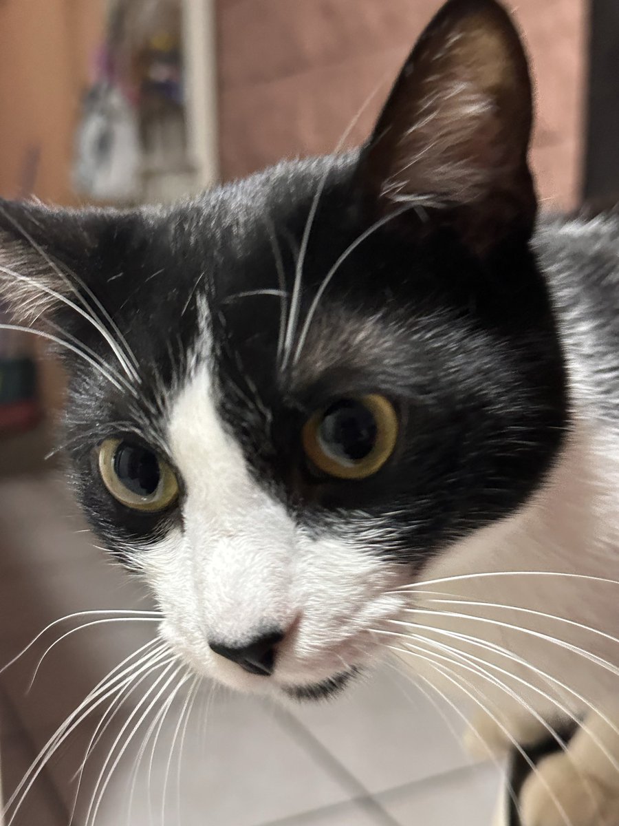 𖥻 ׁ ׅ 𝗥 𝗲 𝗻 ! ׁ ׅ 🪼 tweet media