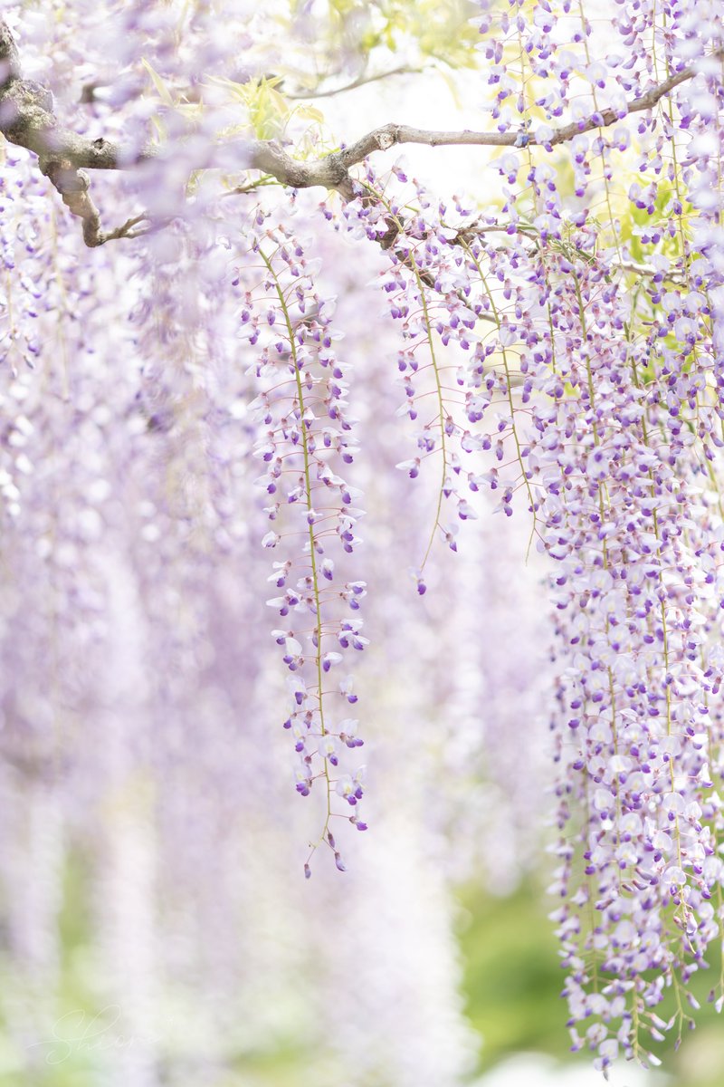 藤の花がゆらめく