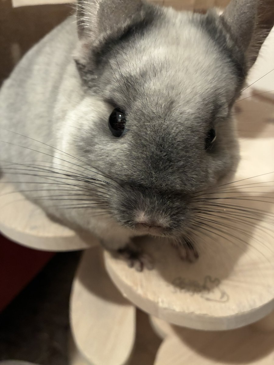 おもちまる tweet media