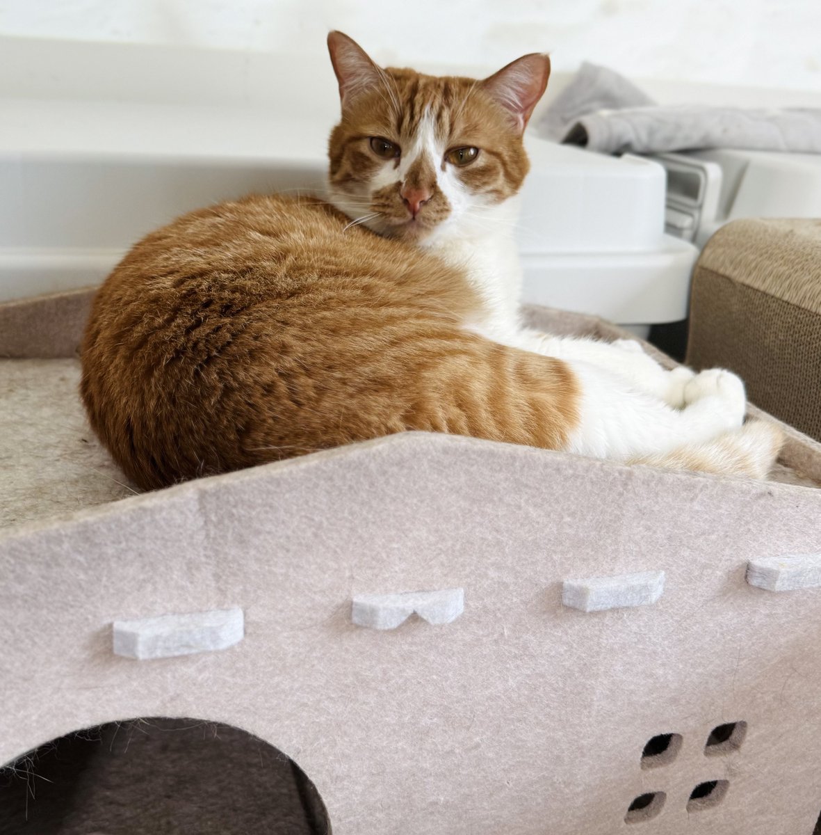 らん(RUN) tweet media