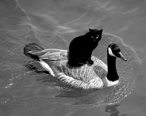 kapoor_anita's tweet image. The #sky is full of #crack #skulls 💀 who  hold up #locally  , #national / #International #finances.