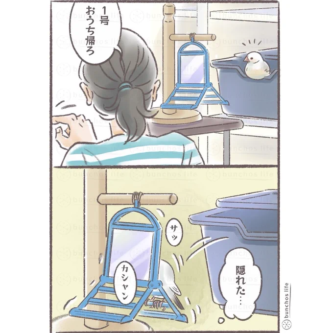 まだ帰りたくないときの1号…
#文鳥 
#4コマ漫画 