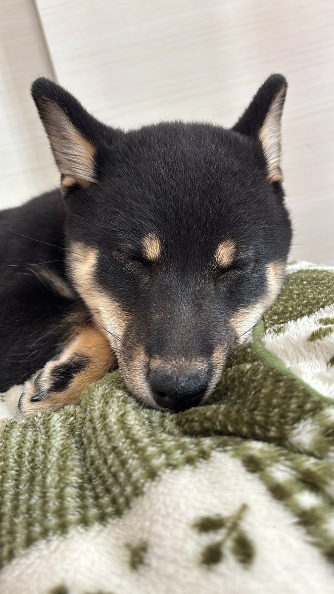 くろすけ tweet media