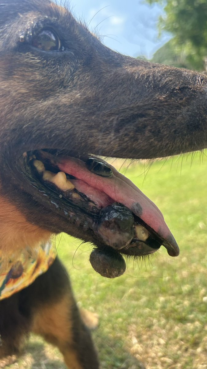 Happy Doggo Thailand tweet media