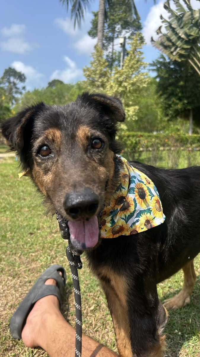 Happy Doggo Thailand tweet media