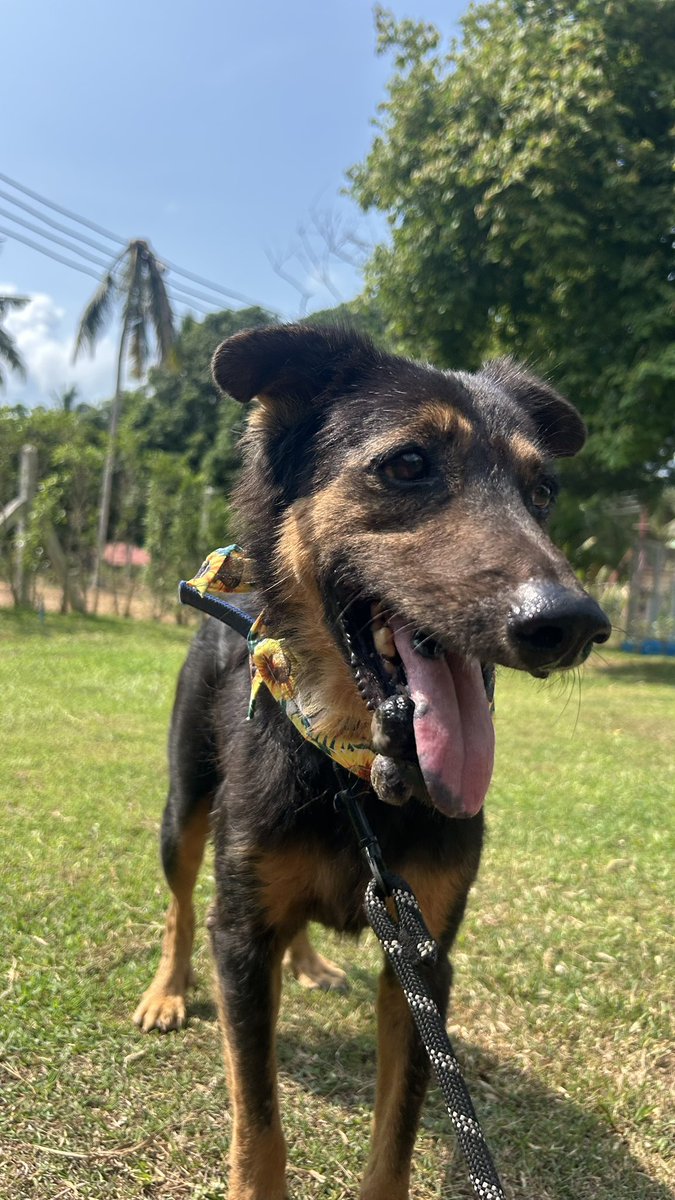 Happy Doggo Thailand tweet media