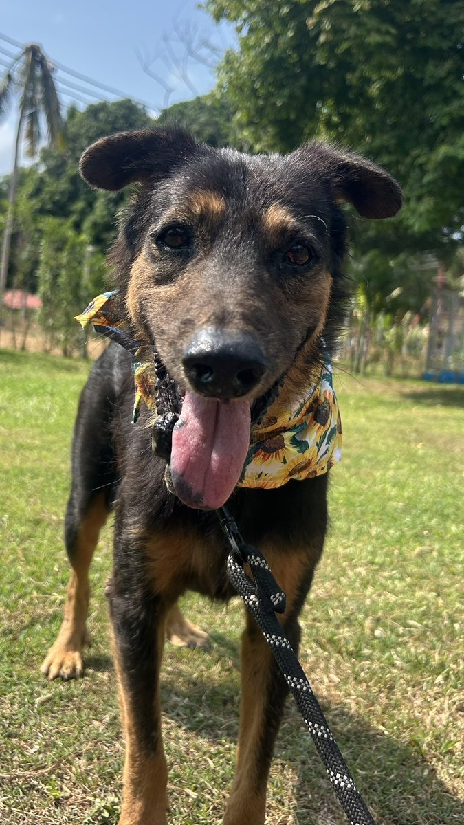 Happy Doggo Thailand tweet media