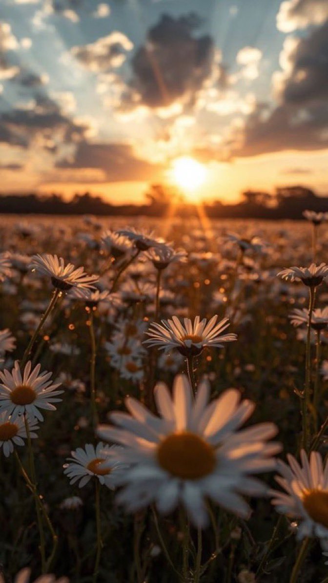 الفيصَل• tweet media