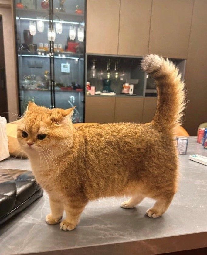 No Context Cats tweet media