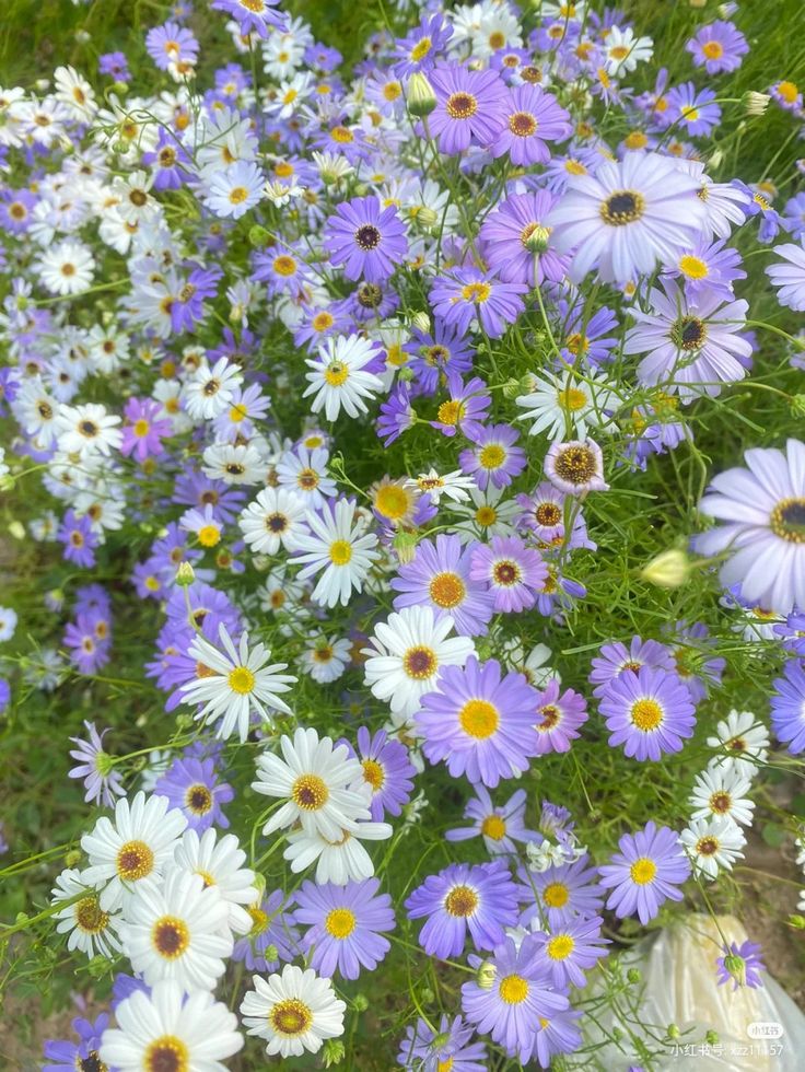 Flowers tweet media