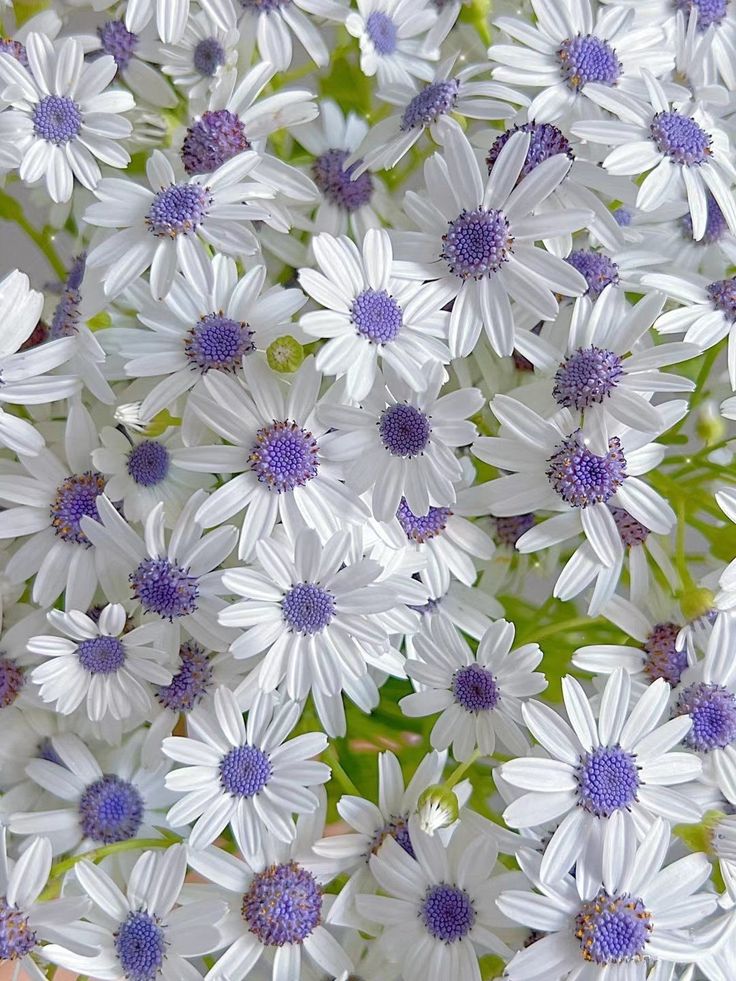 Flowers tweet media