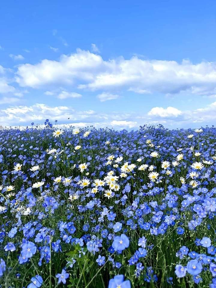 Flowers tweet media
