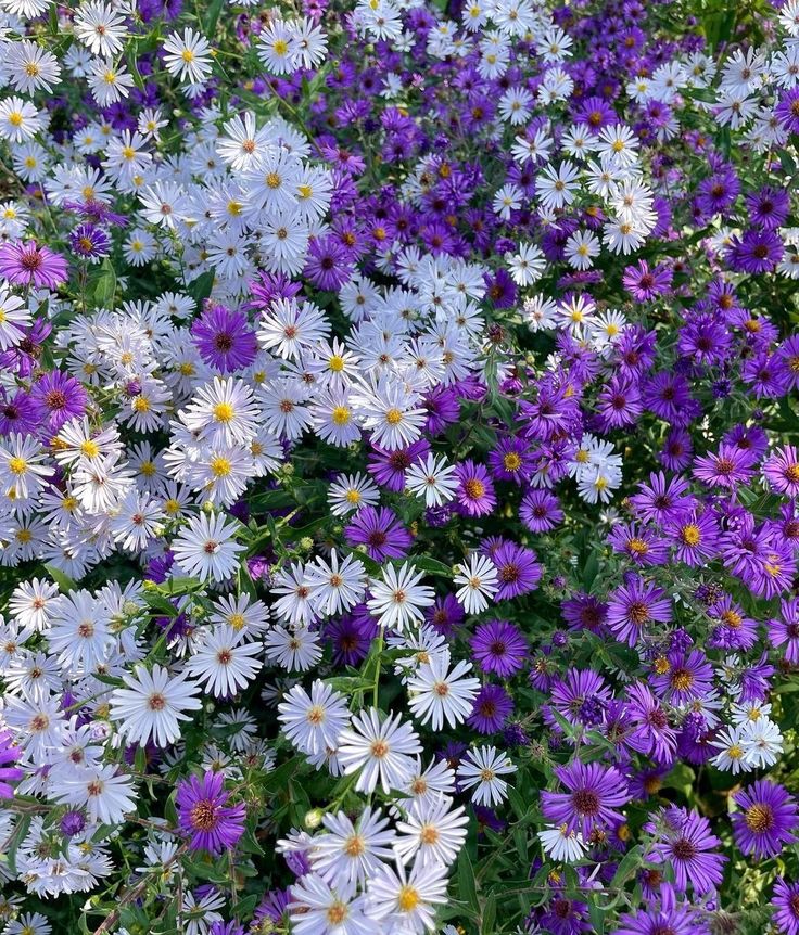 Flowers tweet media