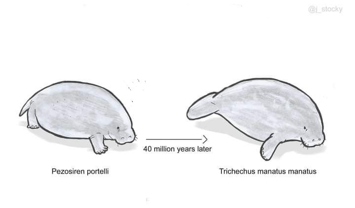 shadoomf🪲🇵🇸(homunculus enjoyer) tweet media