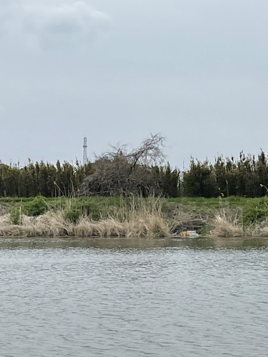 T6yWas's tweet photo. 2026年4月20日
本日は、Ｆパイセンより印旛沼水系が釣れていると情報を頂き何時もの３人で行って来ました。
釣り場はわずわかながら叩きが有り期待🤗
若干の流れが有りますが私は13尺バランス底釣り韋駄天さんはハリスオモリ中ちゃんはへ地狙いの9尺それぞれマブナながら楽しめました。本命一枚ずつ。 https://t.co/16CpPeeQwv