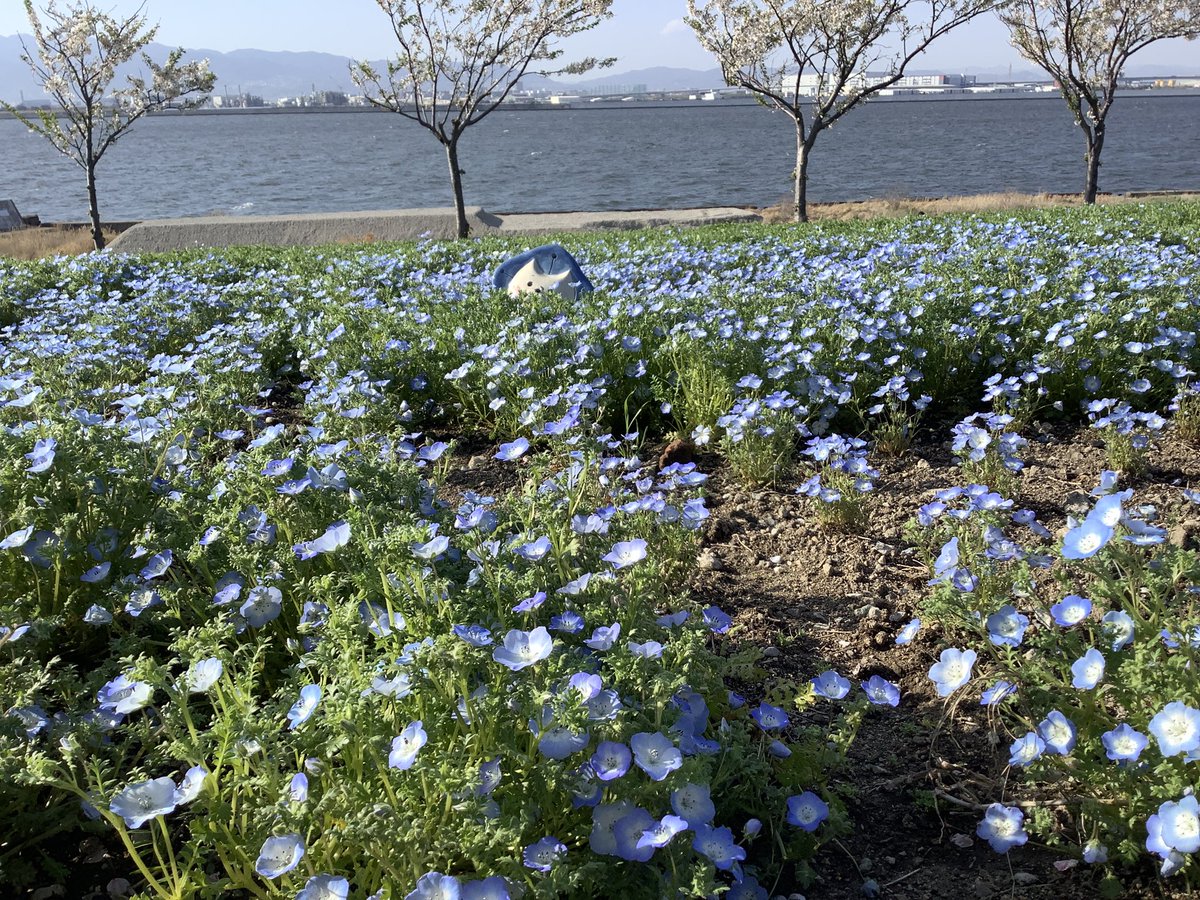 ささ@ゲームするとき：わふわふわっふる tweet media