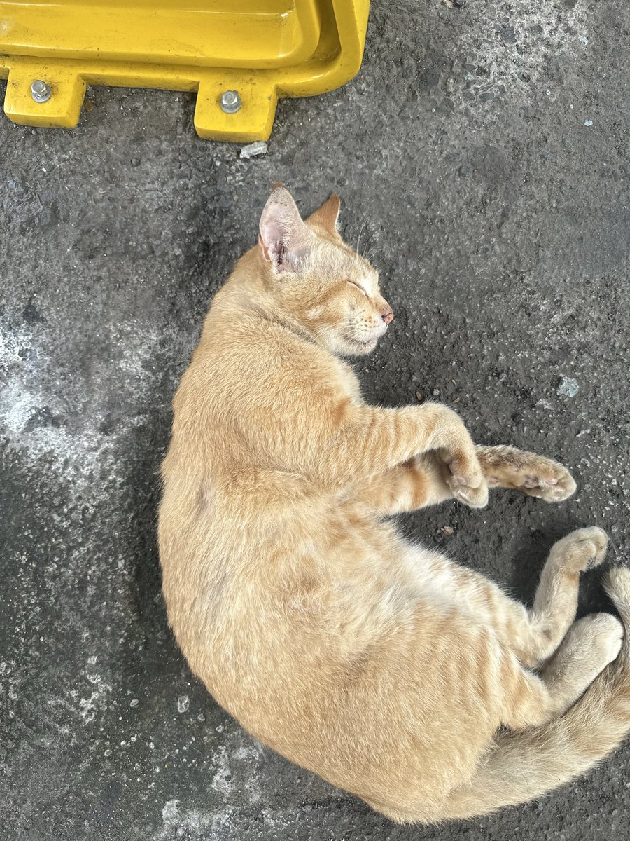 amenyitties168 tweet media