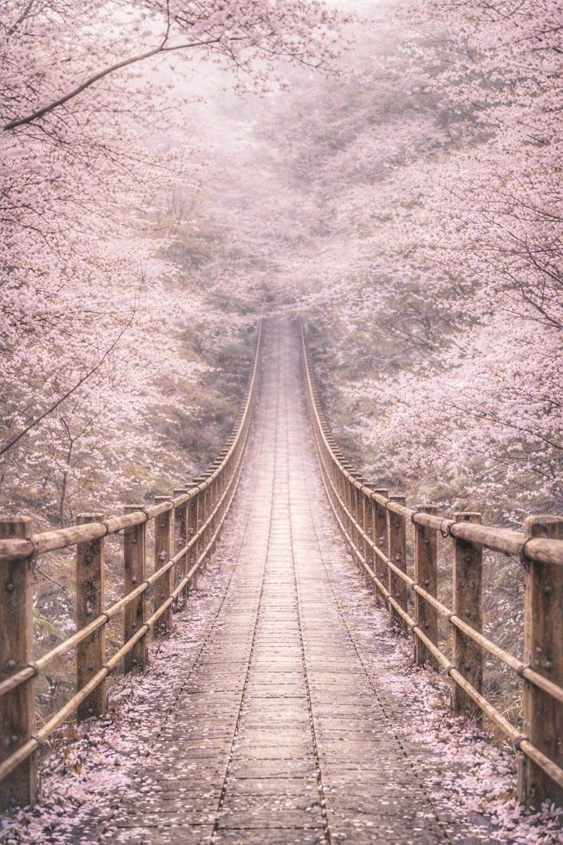 ずっと奥まで続いていてワクワクする桜空間 🌸🌿なんか異世界感ある🙃