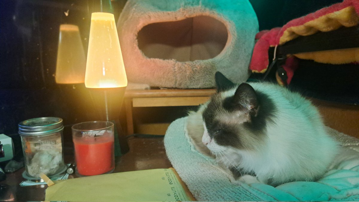 TheGamingDrake's tweet image. Trying Not To Get Too Distracted While Exploring Around (Main/Side Quests) | Fallout 76 | Series X | Twitch.tv/DrakeTheDrake #furry #smallstreamer #twitchstreamer