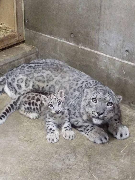 IT'S LION AND TIGERS WORLD tweet media